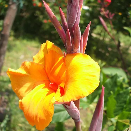Bed & Breakfast Giovanna Giardini Naxos
